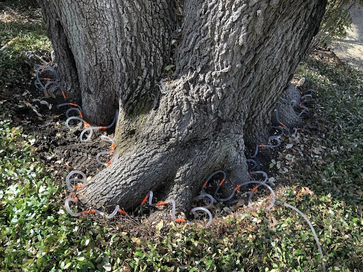 Detailed Tree Cabling and Bracing job site in Glen Rose