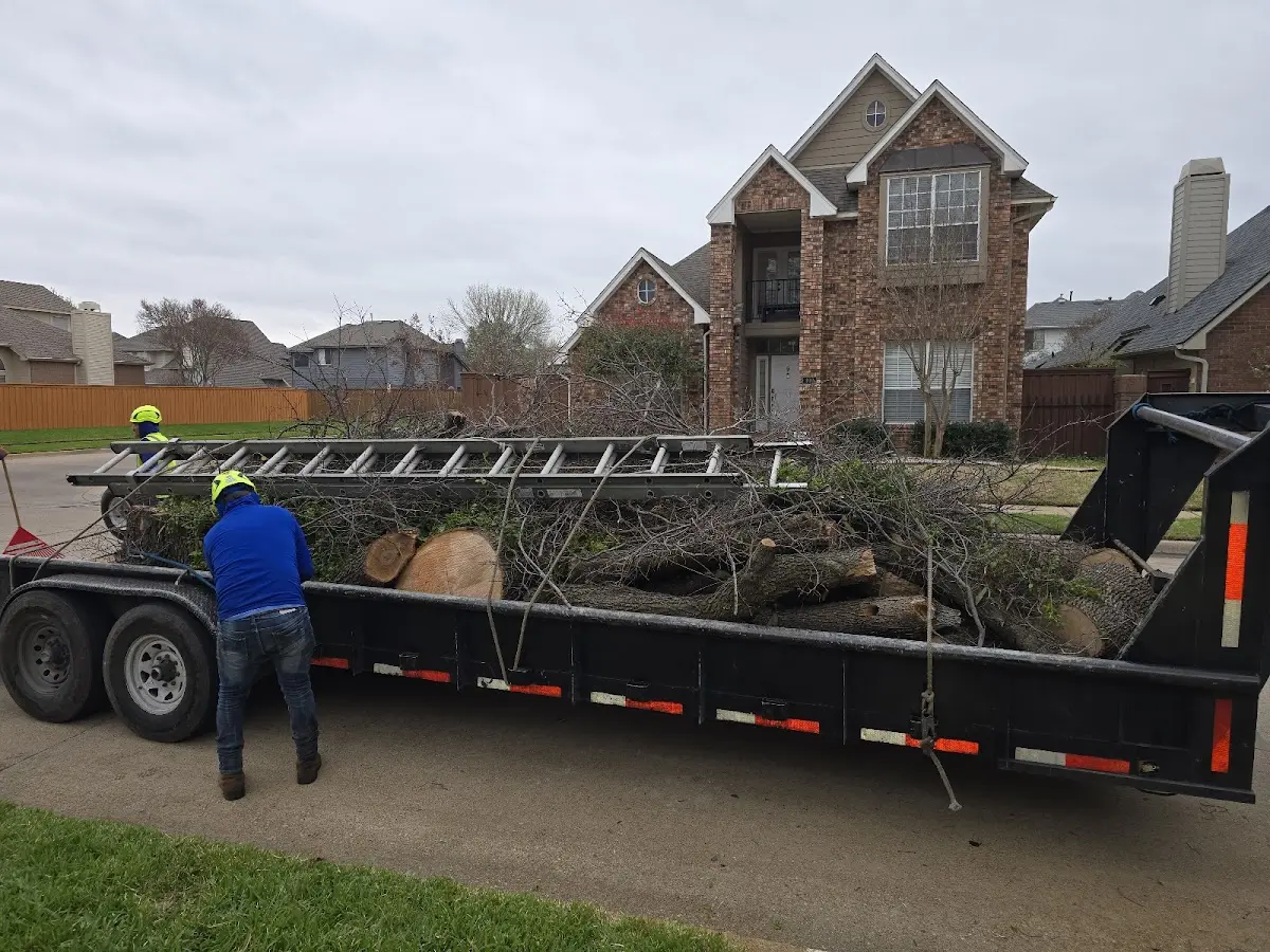 Expert Tree Pest Control with proper safety equipment in Glen Rose